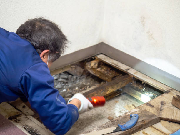 Best Crawl Space Mold Removal  in Newaygo, MI