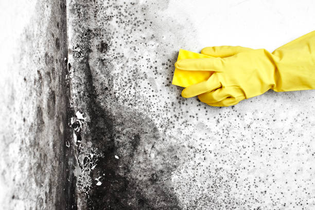 Professional Mold Removal in Newaygo, MI