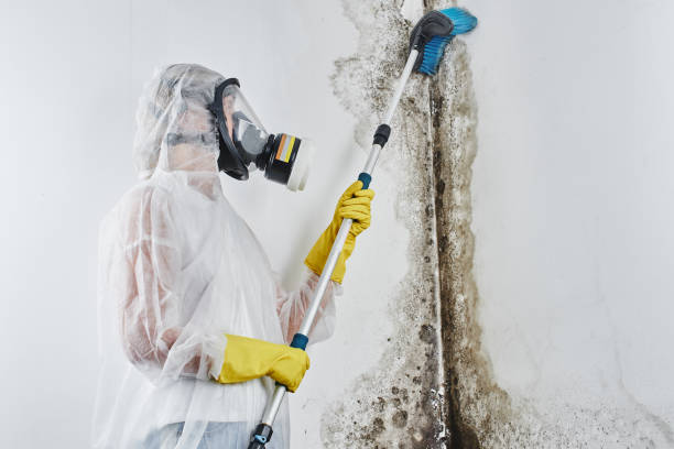 Best Mold Removal Near Me  in Newaygo, MI