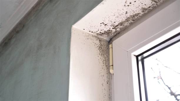 Best Black Mold Removal  in Newaygo, MI