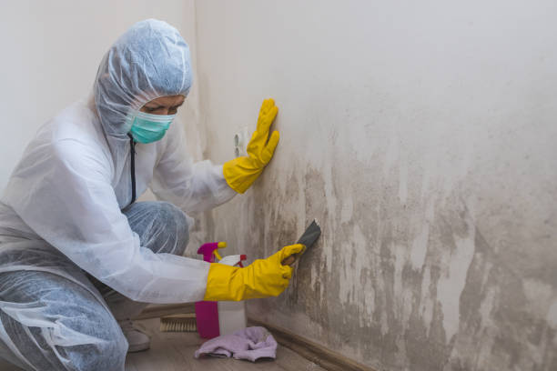Best Fast Mold Removal  in Newaygo, MI
