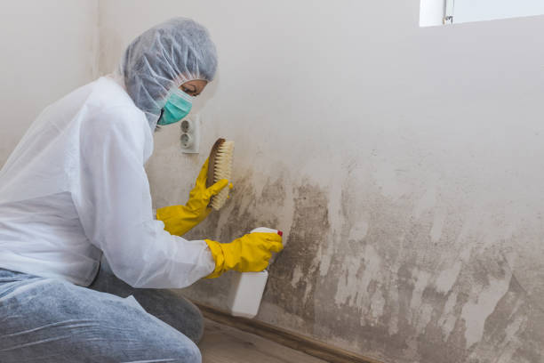 Best Water Damage Restoration  in Newaygo, MI