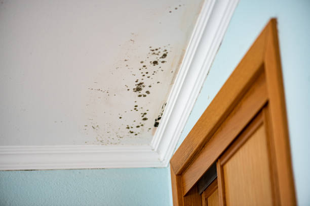 Mold Testing and Removal in Newaygo, MI