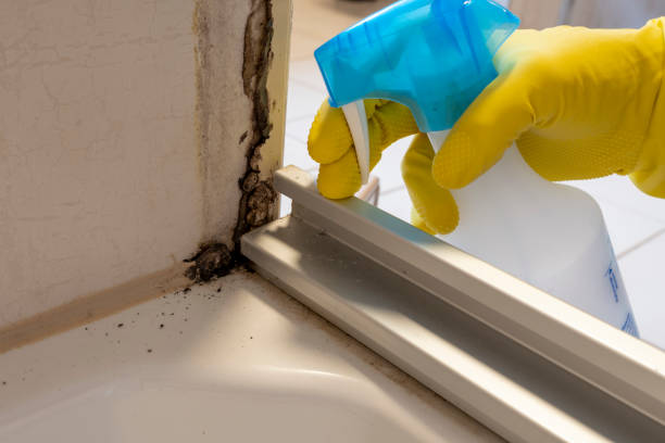 Best Best Mold Removal Companies  in Newaygo, MI