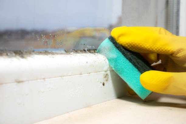 Best Emergency Mold Removal  in Newaygo, MI