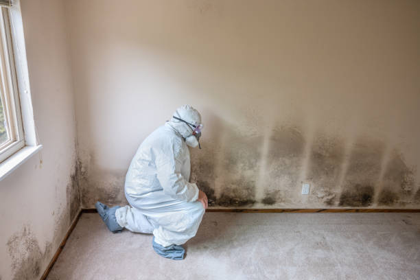 Best Affordable Mold Removal  in Newaygo, MI