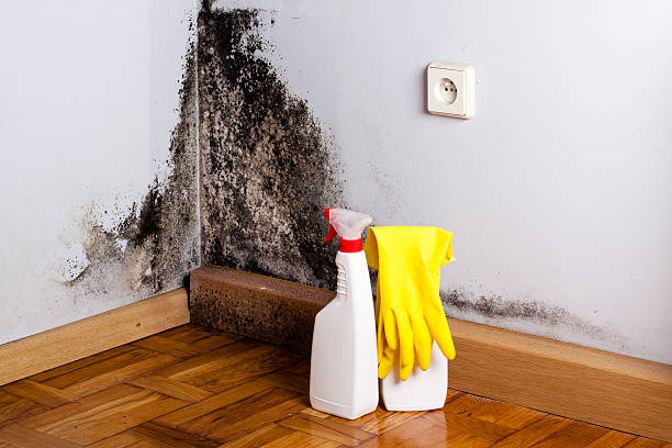 Best Professional Mold Removal  in Newaygo, MI